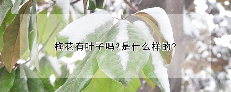 梅花有葉子嗎?是什么樣的?