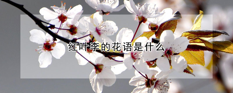 紅葉李的花語是什么