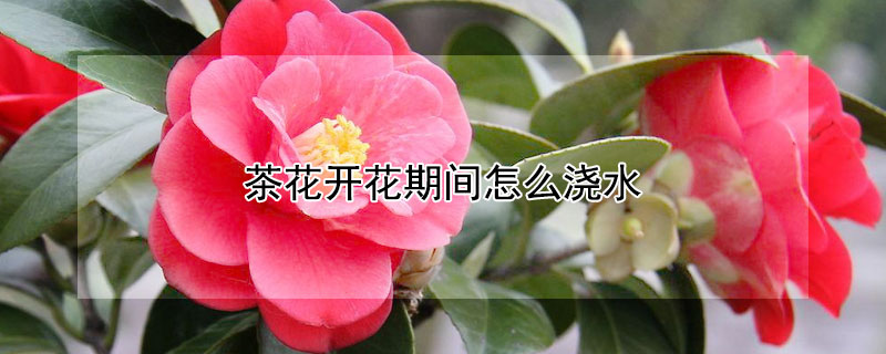 茶花開花期間怎么澆水