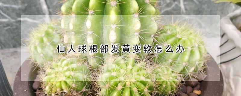 仙人球根部發(fā)黃變軟怎么辦