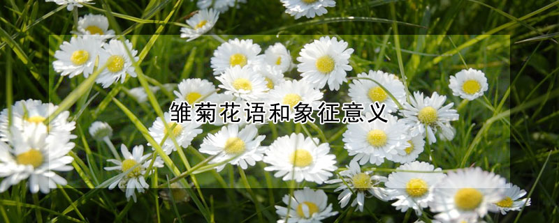 雛菊花語和象征意義