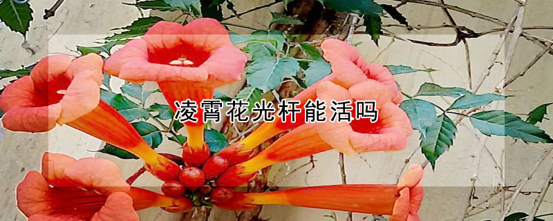 凌霄花光桿能活嗎