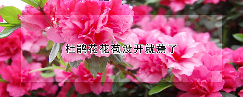 杜鵑花花苞沒開就蔫了