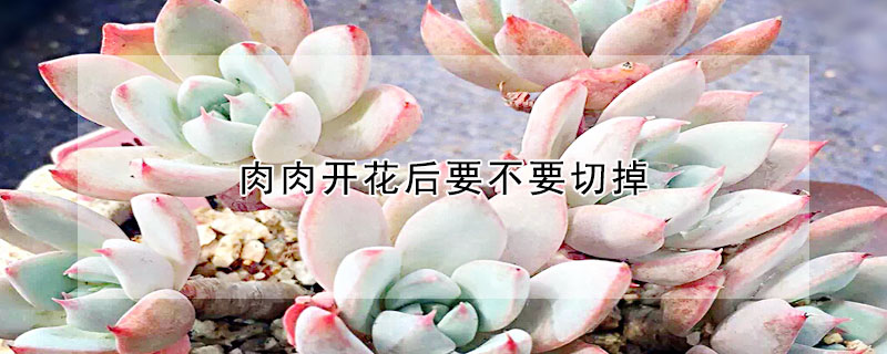 肉肉開(kāi)花后要不要切掉