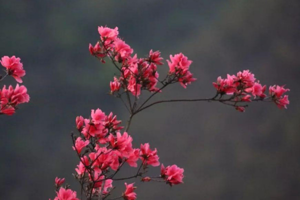 花中西施是什么花名