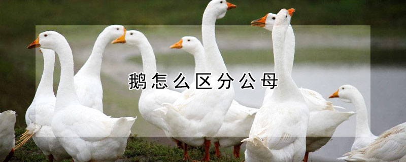 鵝怎么區分公母