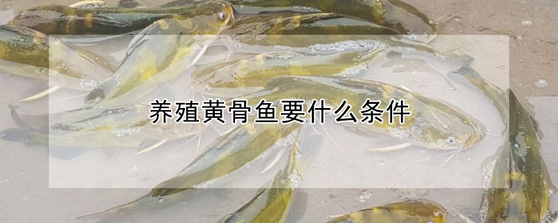 養殖黃骨魚要什么條件