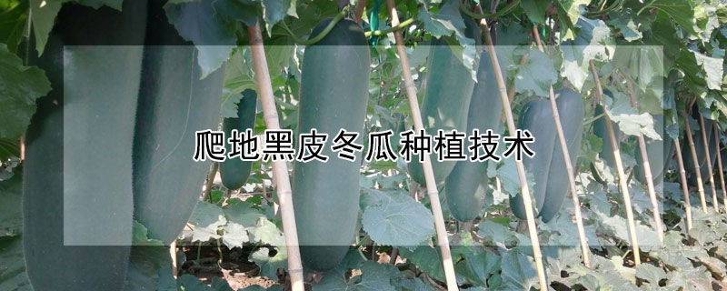 爬地黑皮冬瓜種植技術(shù)