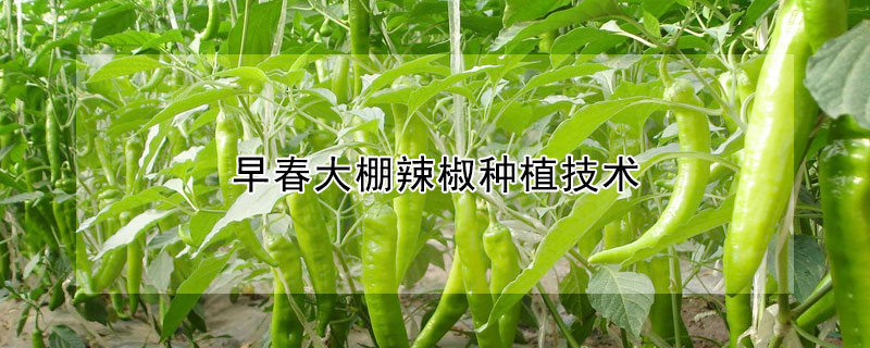 早春大棚辣椒種植技術