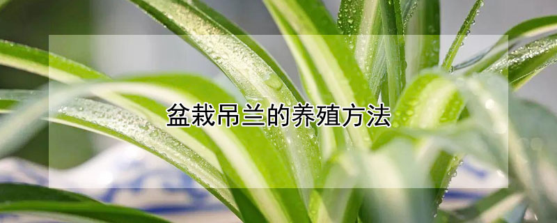 盆栽吊蘭的養(yǎng)殖方法