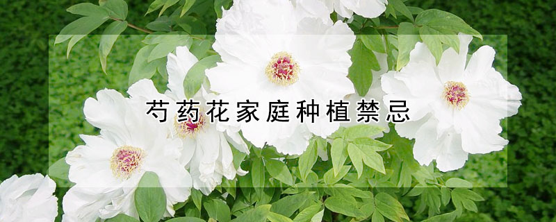 芍藥花家庭種植禁忌