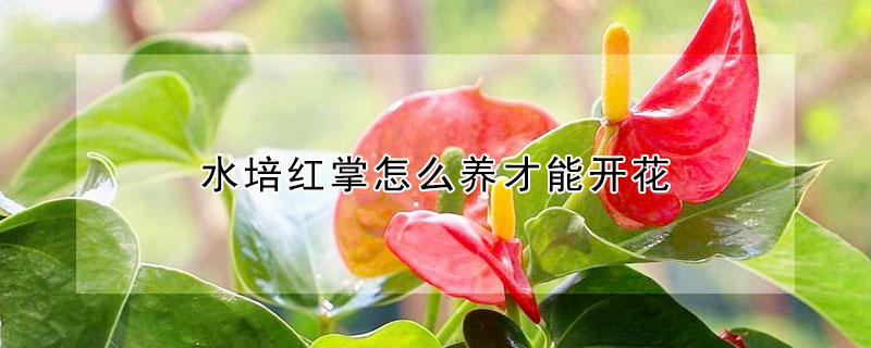 水培紅掌怎么養(yǎng)才能開花