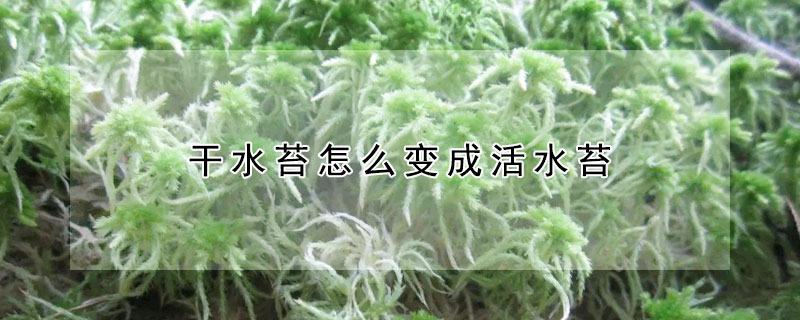 干水苔怎么變成活水苔