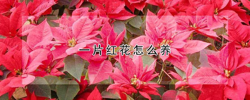 一片紅花怎么養