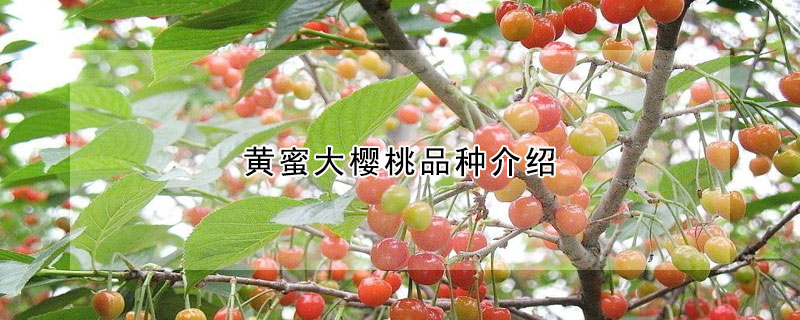 黃蜜大櫻桃品種介紹