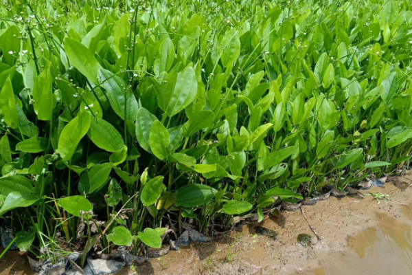 澤瀉是什么植物