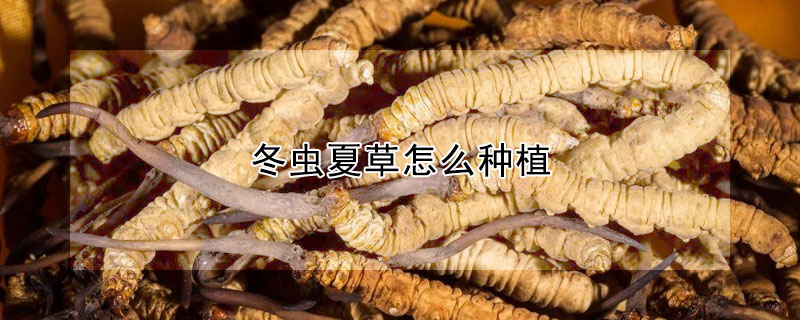 冬蟲夏草怎么種植