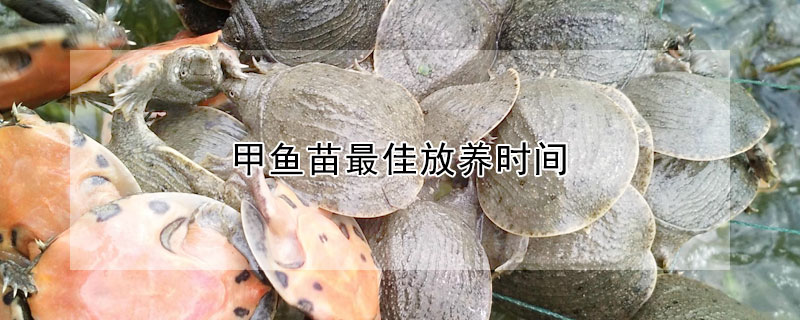 甲魚苗最佳放養(yǎng)時間