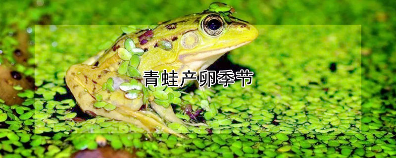 青蛙產卵季節