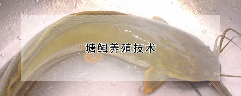 塘鲺養(yǎng)殖技術