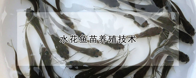 水花魚苗養殖技術