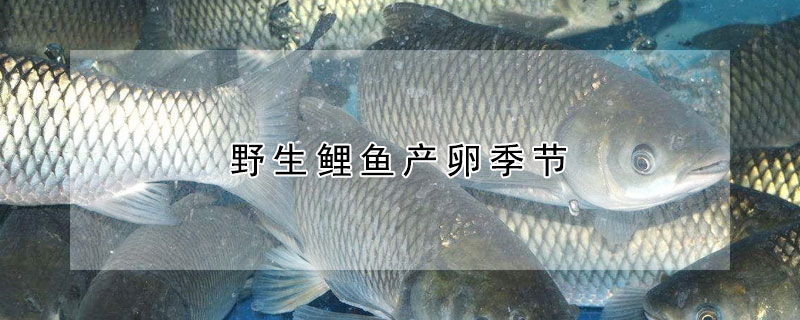 野生鯉魚產卵季節(jié)