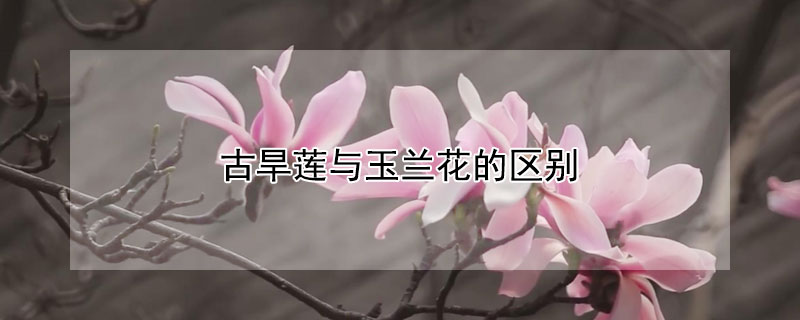 古旱蓮與玉蘭花的區(qū)別