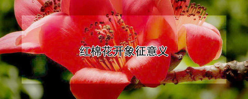 紅棉花開(kāi)象征意義