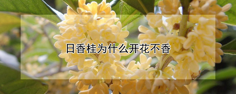 日香桂為什么開(kāi)花不香