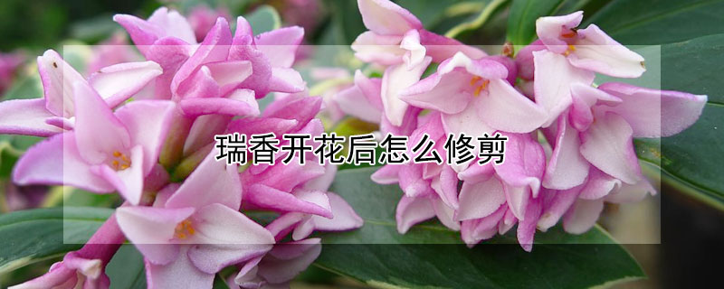 瑞香開花后怎么修剪