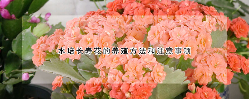 水培長壽花的養(yǎng)殖方法和注意事項(xiàng)