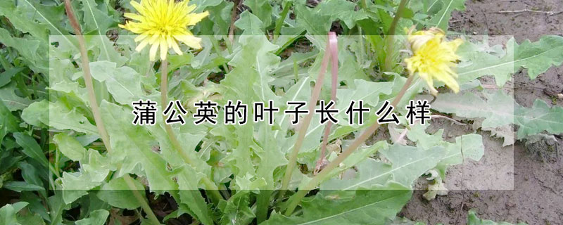 蒲公英的葉子長(zhǎng)什么樣