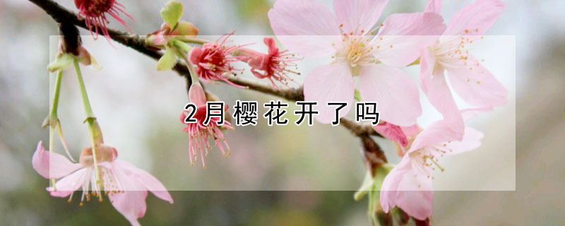 2月櫻花開(kāi)了嗎