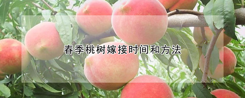 春季桃樹嫁接時間和方法