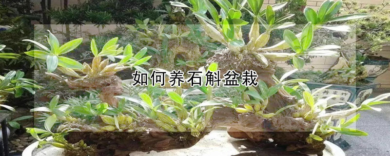 如何養(yǎng)石斛盆栽