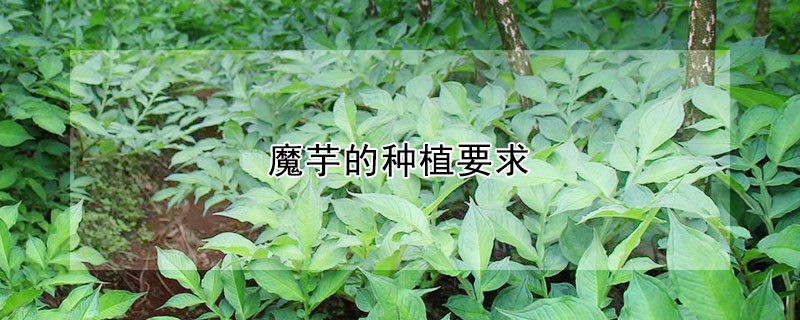 魔芋的種植要求