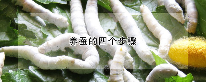 養(yǎng)蠶的四個步驟