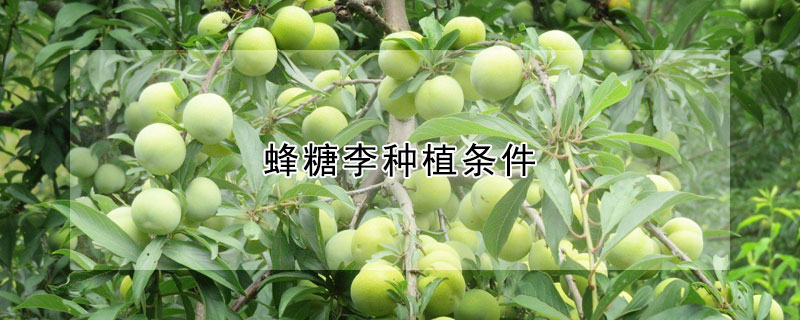 蜂糖李種植條件