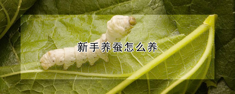 新手養(yǎng)蠶怎么養(yǎng)