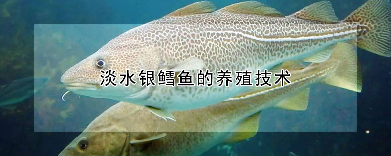 淡水銀鱈魚(yú)的養(yǎng)殖技術(shù)