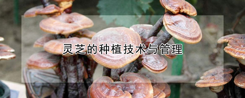 靈芝的種植技術與管理