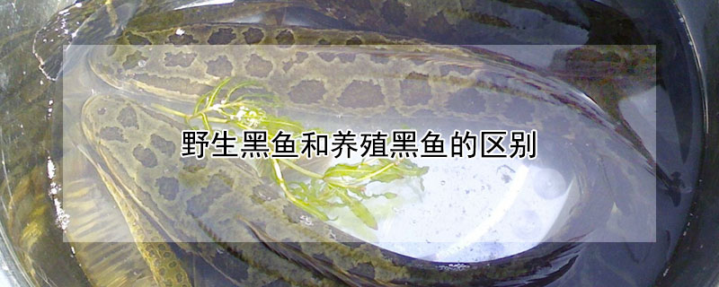 野生黑魚(yú)和養(yǎng)殖黑魚(yú)的區(qū)別