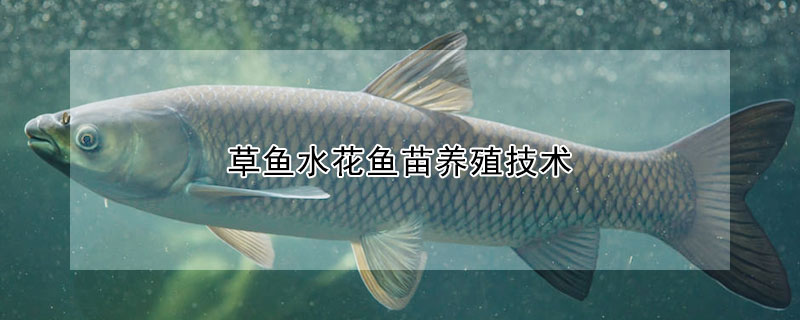 草魚水花魚苗養(yǎng)殖技術(shù)