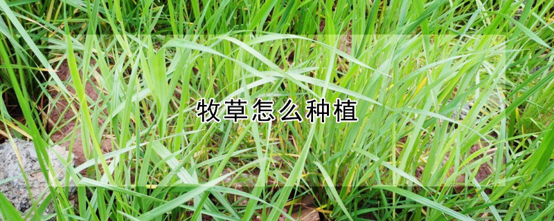 牧草怎么種植