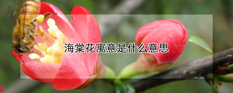 海棠花寓意是什么意思