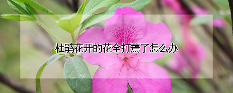 杜鵑花開的花全打蔫了怎么辦