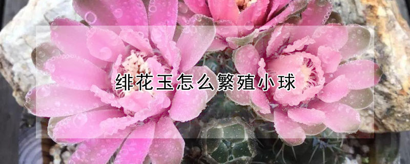 緋花玉怎么繁殖小球