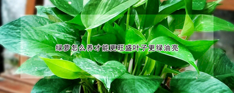 綠蘿怎么養(yǎng)才能更旺盛葉子更綠油亮