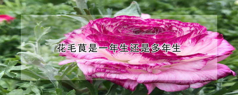 花毛茛是一年生還是多年生