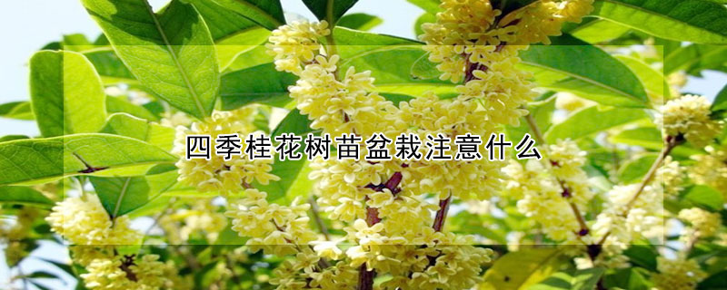 四季桂花樹苗盆栽注意什么